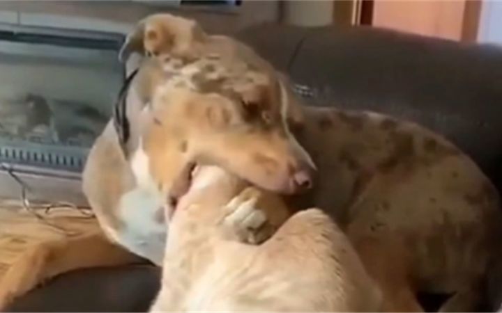 搂着猫咪睡觉的狗狗截图