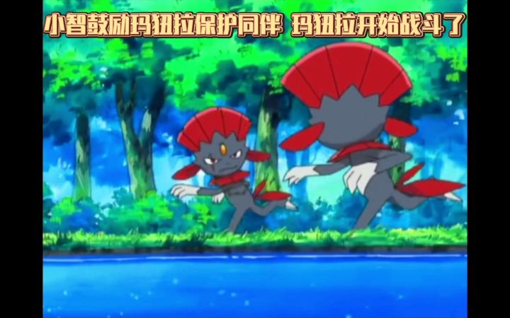 精灵宝可梦 小智鼓励玛狃拉保护同伴 玛狃拉开始战斗了截图