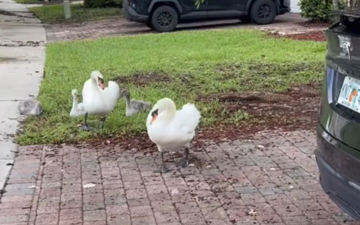 天鹅妈妈每年都会拖家带口，拜访这户人家截图