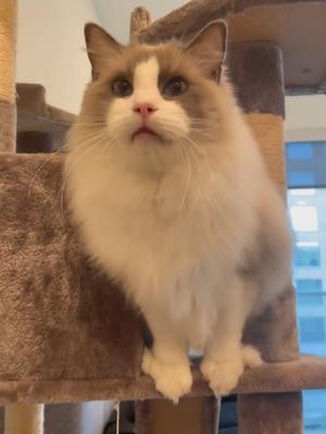 沉浸式喂猫?超可爱!#记录猫咪日常 #萌宠出道计划 #铲屎官的乐趣 #mayumi截图