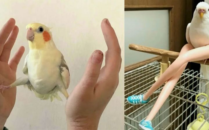 有趣的鹦鹉会说话和可爱的鹦鹉截图