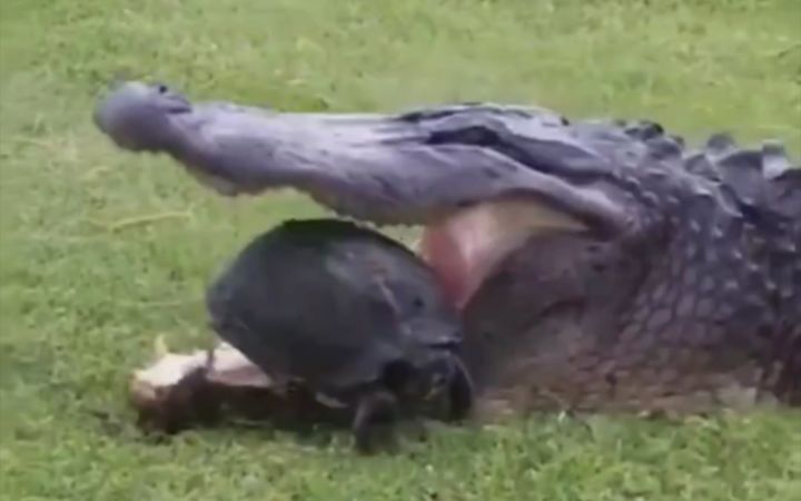 乌龟“鳄口脱险”截图