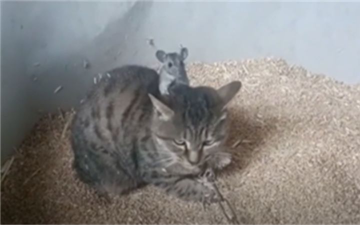 猫捉老鼠神操作截图