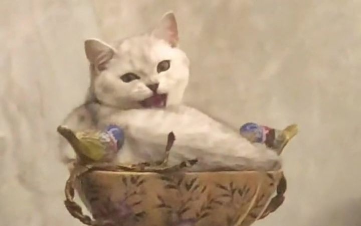 喵喵教上大分 各个都是教主的料截图