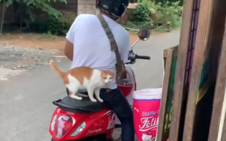 猫咪扶住座椅的动作,太可爱了截图