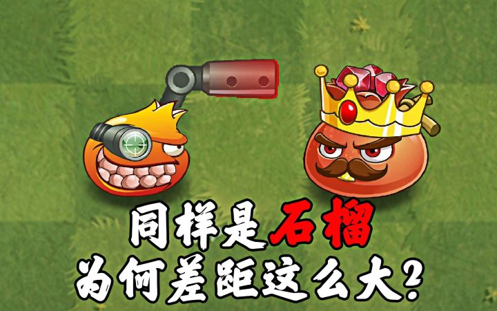植物大战僵尸:同样是石榴,为何差距这么大?截图