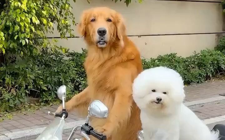为狗狗的举动点赞截图