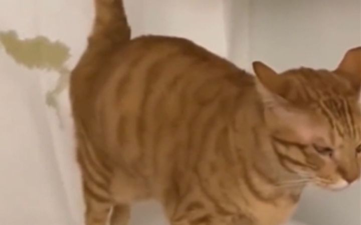 “ 养 猫 劝 退 指 南 ”截图
