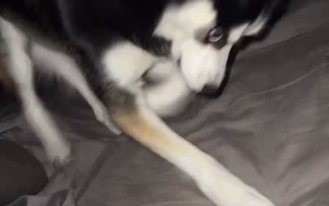 video-2825323