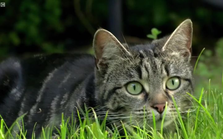 【BBC】衣食无忧的家猫为什么仍需狩猎???猫咪狩猎行为——猫版走近科学第一集截图