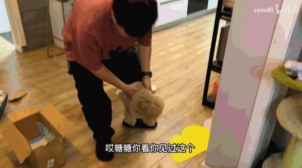怎么猫舔个鸟还能火起来？截图
