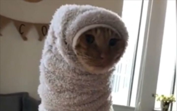 这都是些什么沙雕猫?截图