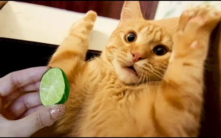 猫和狗对食物的反应🙀截图