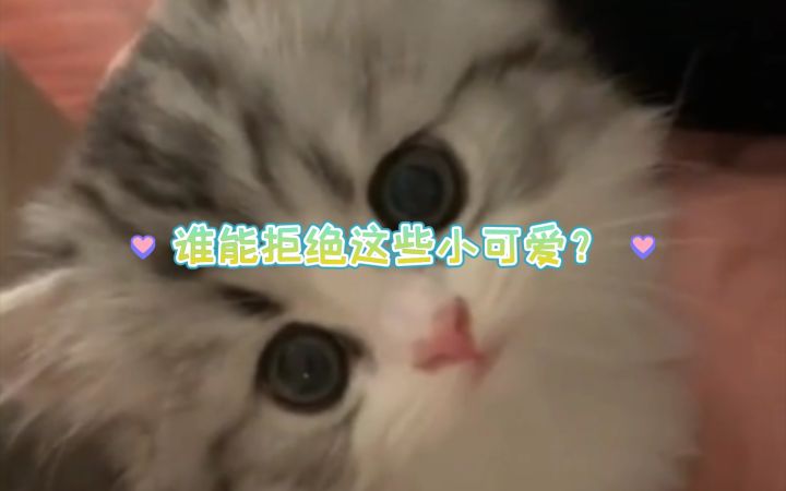 谁能拒绝这些猫咪小可爱?截图