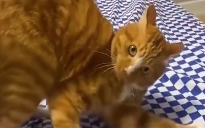 十斤的猫咪九斤反骨截图
