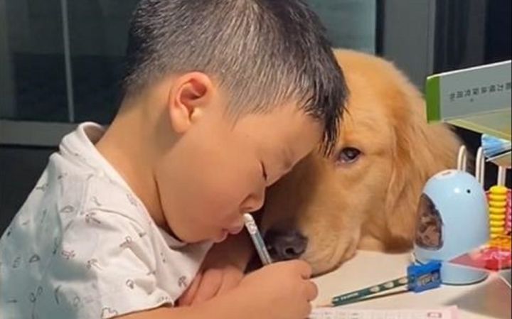 小狗不是贬义词,他们的爱真挚而热烈截图