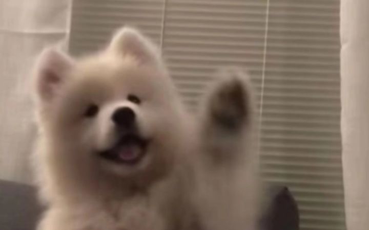 “摸摸小狗头,万事不用愁!”截图