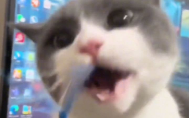 “你才傻猫,你全家都是傻猫!哼!!”截图