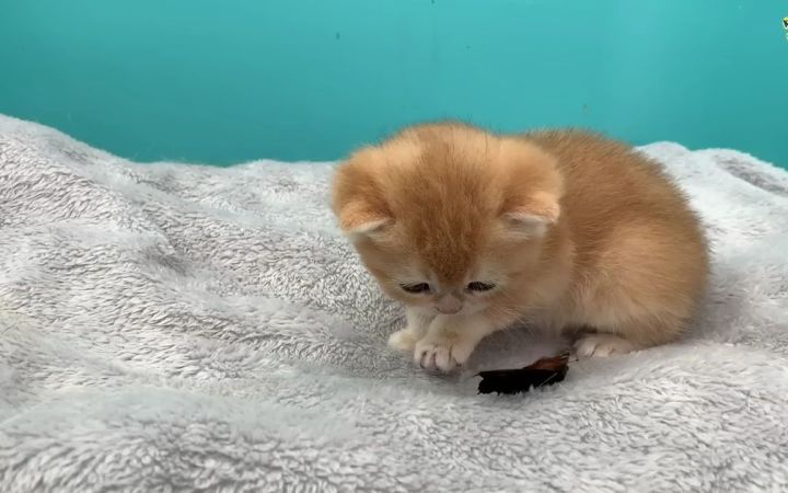 小猫宝宝第一次见到蝴蝶截图