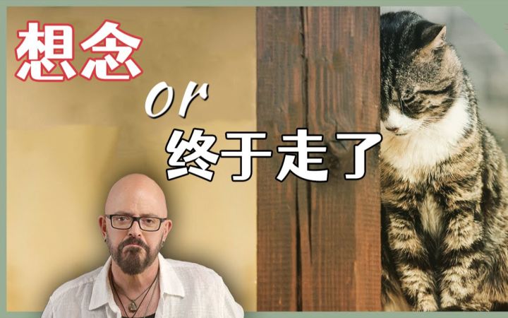 解答铲屎官的问题:当猫猫独自在家时,它们会想念我吗?截图