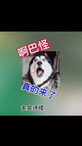 憨批别天天烦我了@轩辕狗蛋 明天带你去找@糖糖咦 哼 #肉包子与狗截图