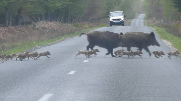 野猪群过马路截图