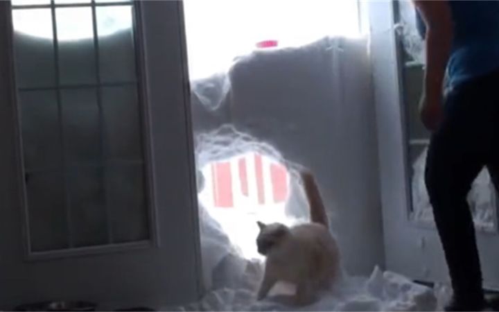 猫:看好了,我只教一遍截图