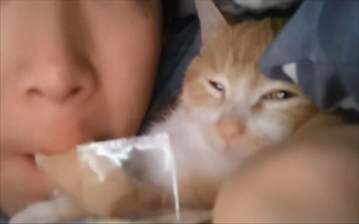 人类吸猫图鉴截图