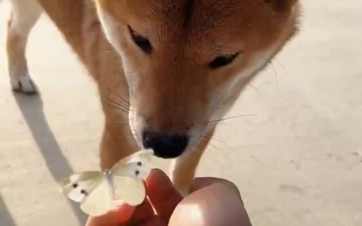 狗狗追着蝴蝶跑画面好温馨截图
