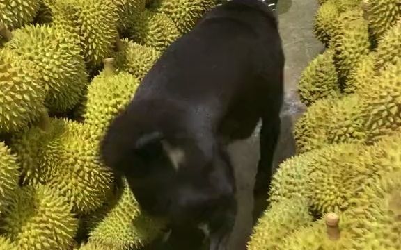 狗子闲逛的时候,遇到了一点“棘手”的小问题,隔着屏幕都感受到它的紧张截图