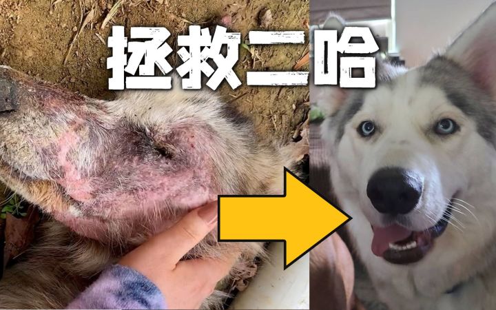 一只濒死的哈士奇出现在后院,要怎么拯救它?截图