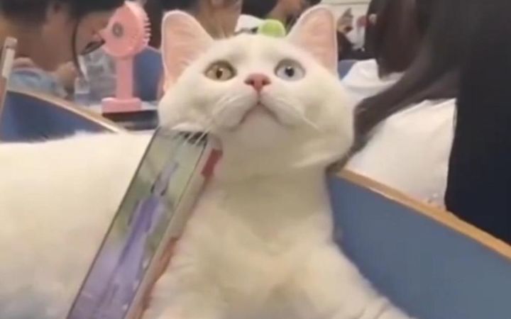 没有一只猫猫是白养的截图
