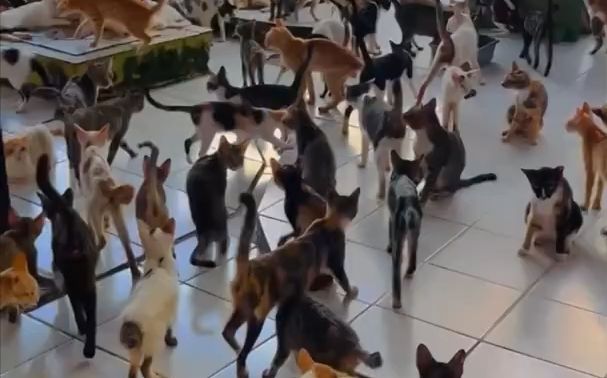 后宫【猫咪】三千截图