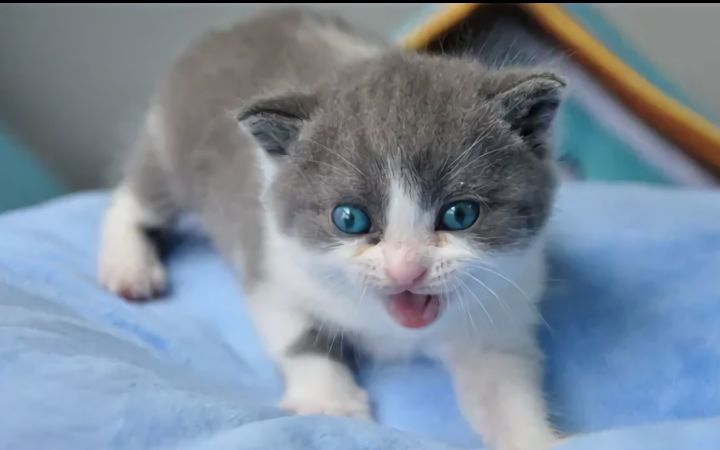 可爱的宝宝会说话的猫喵喵叫截图