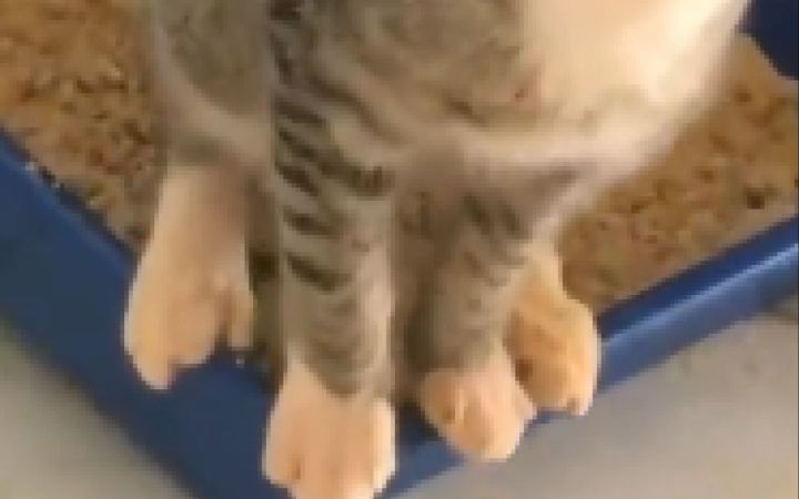 这猫.....好像不太正常!截图