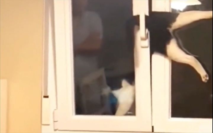 猫猫队倒大霉截图