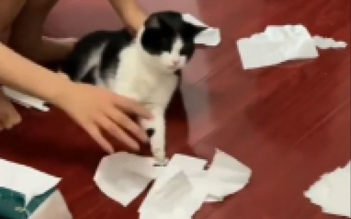 重度猫奴患者建议反复观看!截图
