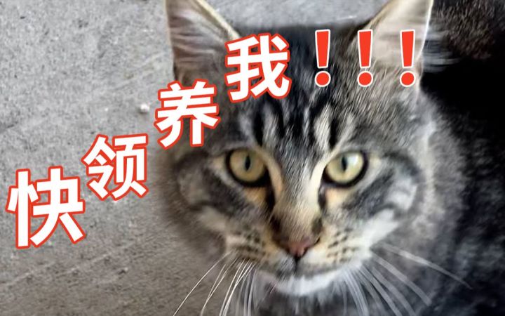 发现一张长期饭票,开始卖萌——每天卖力争取被领养的猫截图
