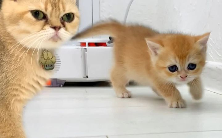 猫妈妈担心小猫宝宝从她身边跑掉迷路截图