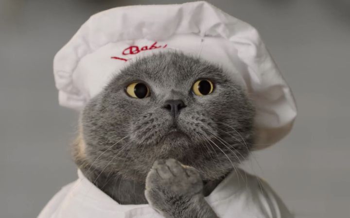 小猫咪的厨艺秀!!!截图