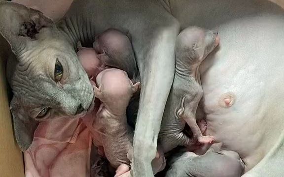 无毛猫妈妈和她的幼崽们,有种外星生物的既视感...截图