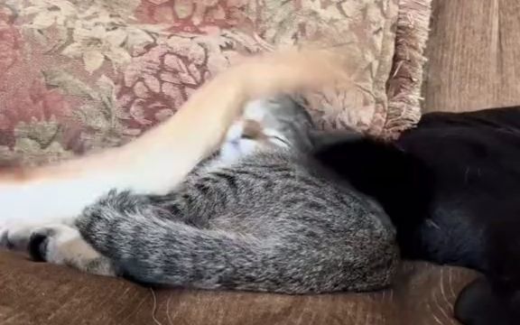 中间的猫猫:睡到一半,脑瓜子嗡嗡的...截图