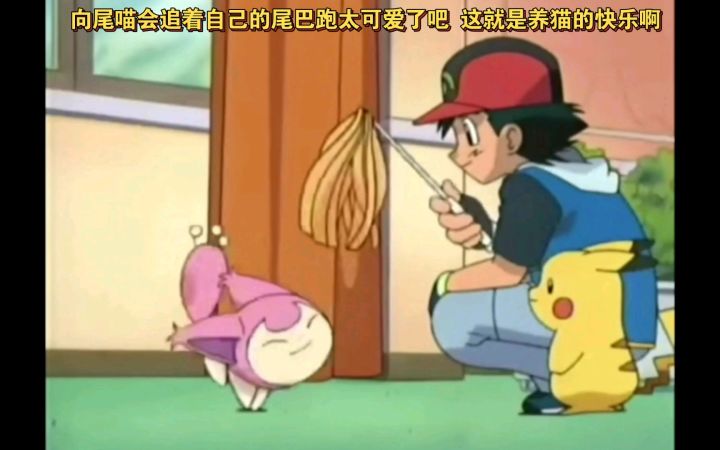 精灵宝可梦 向尾喵会追着自己的尾巴跑太可爱了吧 这就是养猫的快乐啊截图