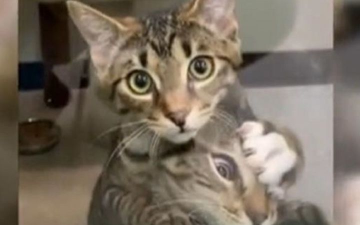 吃醋的小猫有多可爱截图