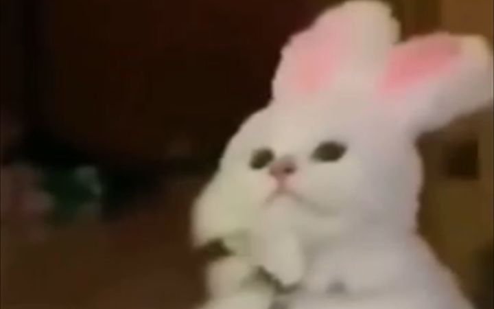 猫猫迷惑行为截图