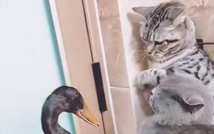 “有些喵,天生就是猎手!”截图