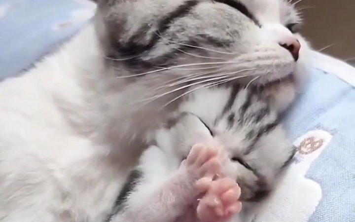 这么可爱的小猫谁看了不迷糊呀截图