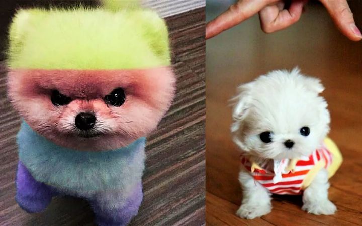 迷你博美犬 - 可爱有趣的博美犬截图