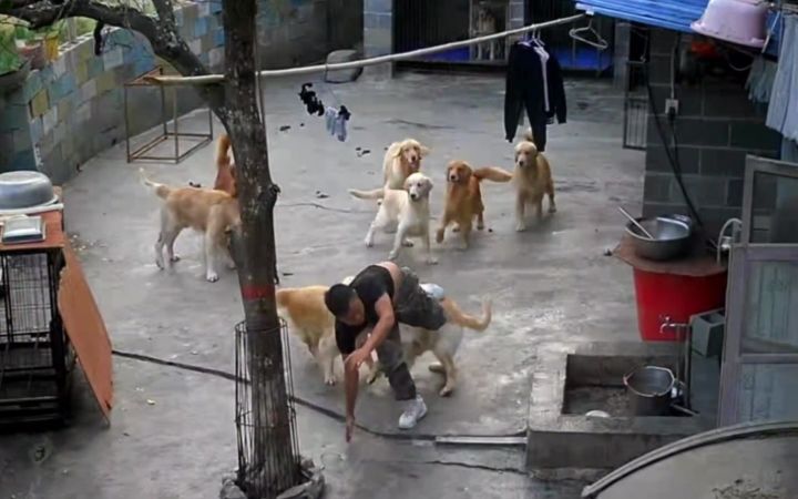 狗:跟你比我不配啊截图