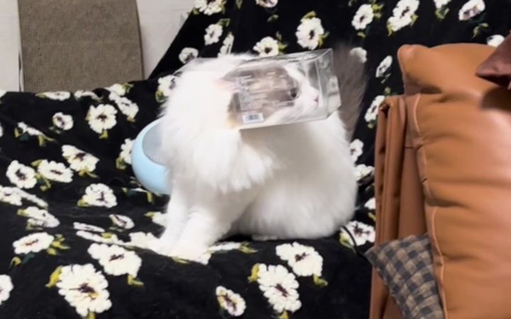 不是很懂猫咪这种生物截图